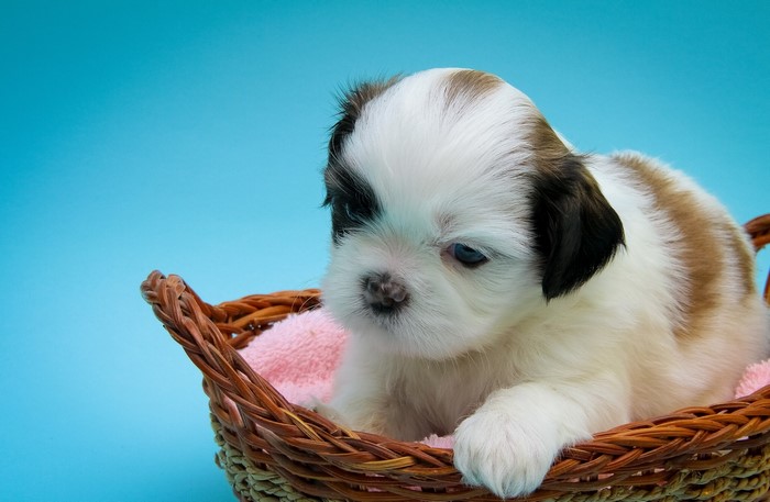 Shih Tzu puppy in a basket