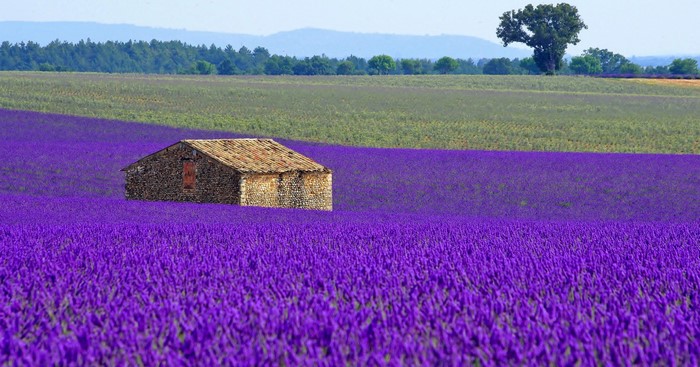 France Lavandula Fields