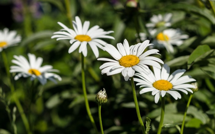 White daisies with yellow centers in a garden