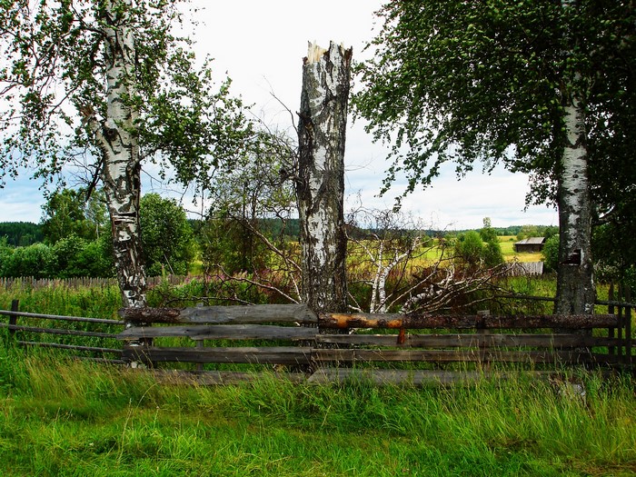 Birch trees and wooden fence in a field