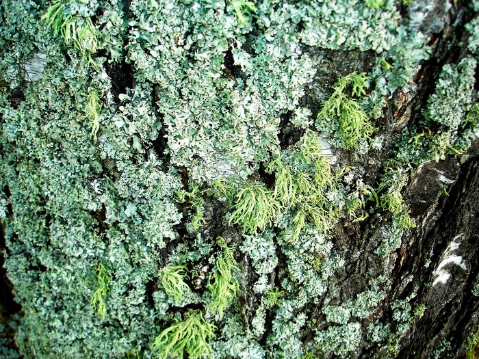 Close-up of lichen on tree bark