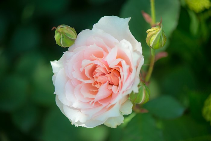 Pink Rose with Buds