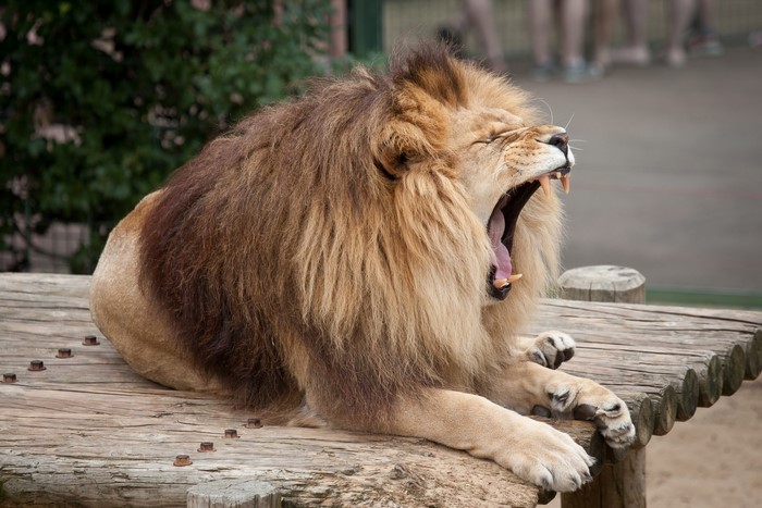 Lion yawning on wooden platform