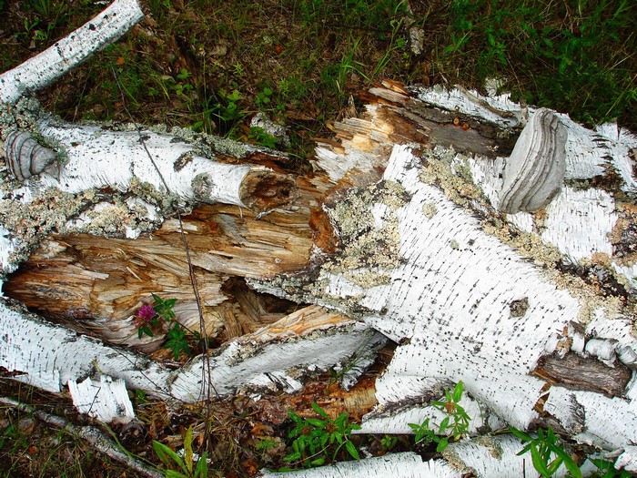 Broken Birch Tree Trunk with Fungi and Flower