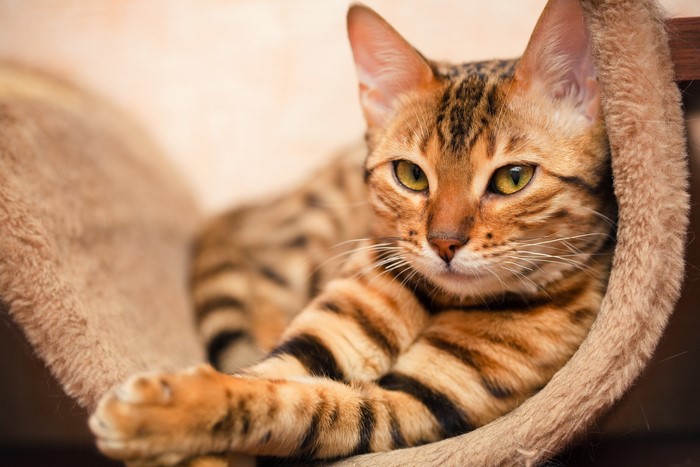Bengal Cat Resting in a Cozy Bed