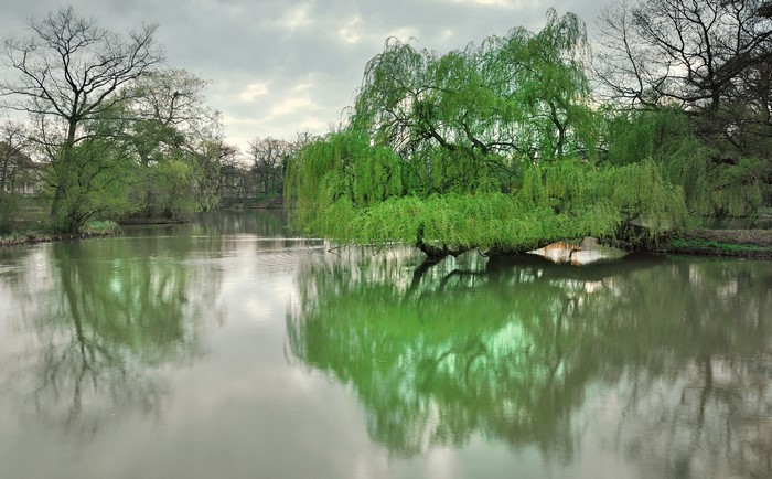Weeping willow trees reflected in a lake in Dresden, Germany