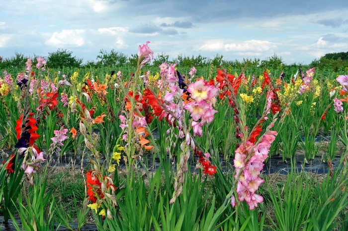 Field of colorful gladiolus flowers under a cloudy sky