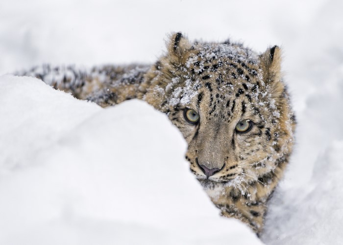 Snow leopard cub peeking from snow