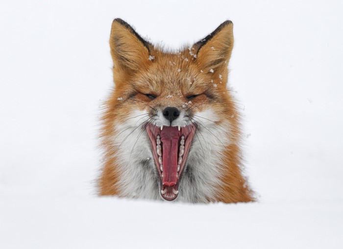 Fox yawning in the snow