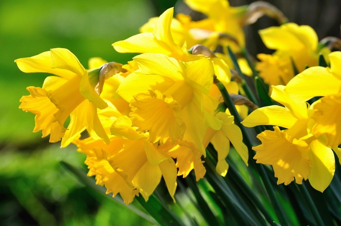 Close-up of bright yellow daffodils in sunlight