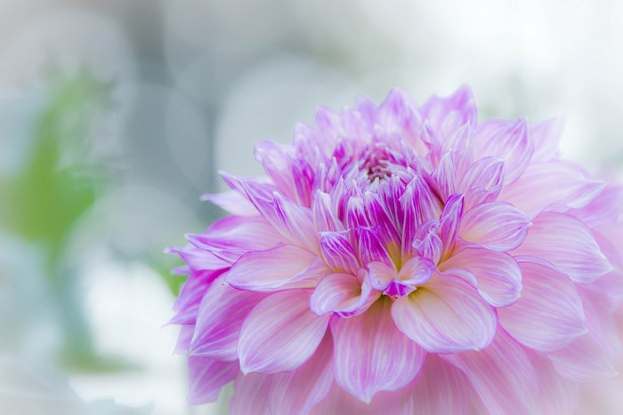 Close-up of a pink and purple dahlia flower