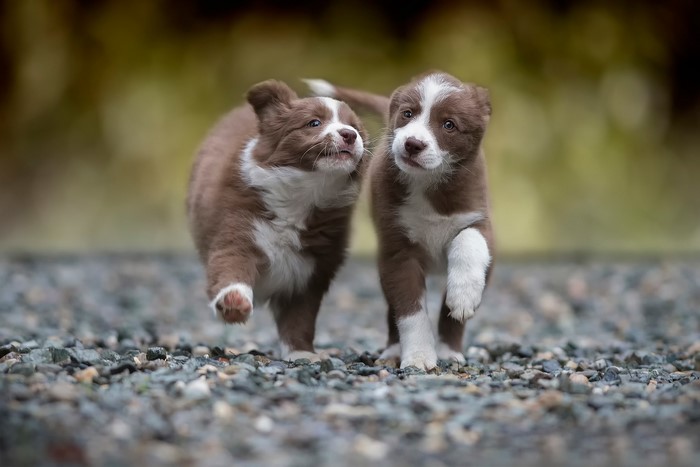 Two brown and white border collie puppies running