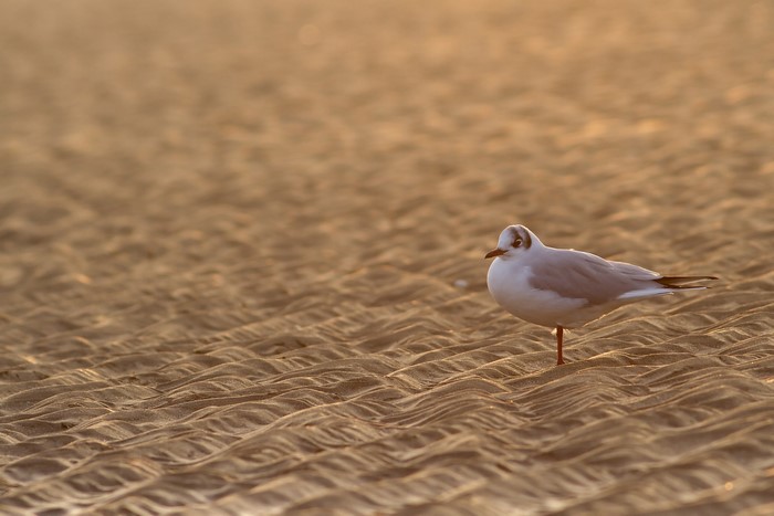Seagull standing on sandy beach