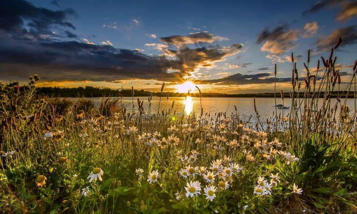 Sunset Over St Aidan's Lake with Camomiles