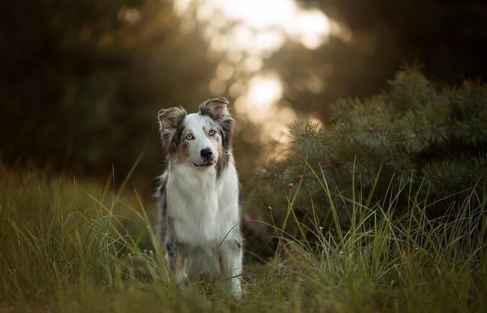 Australian Shepherd dog sitting in grass