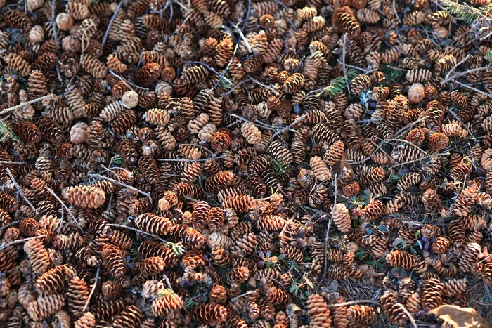 Pile of pine cones on the ground
