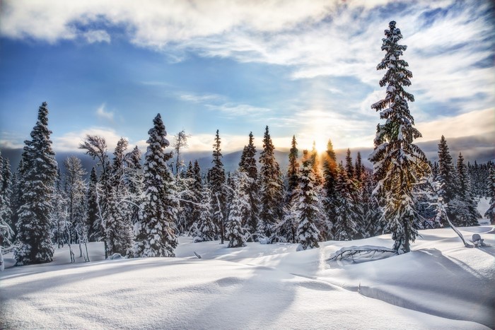 4K Snow Covered Trees in Trysil, Norway