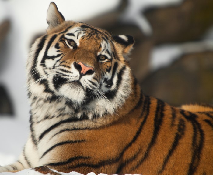 Tiger in the Snow