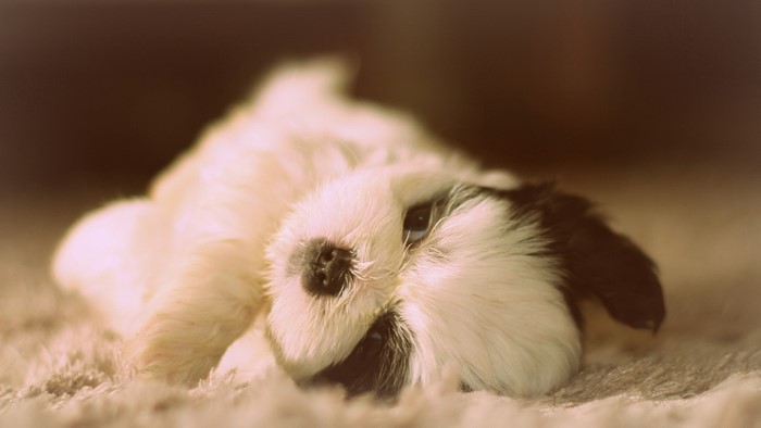 Fluffy Shih Tzu puppy lying on a carpet