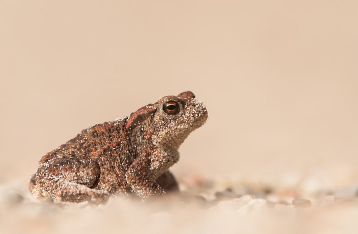 A small toad covered in sand on a sandy surface