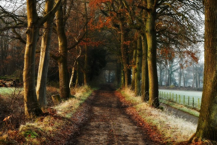 Dirt road lined with trees in autumn