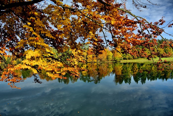 Autumn leaves over a lake with reflections