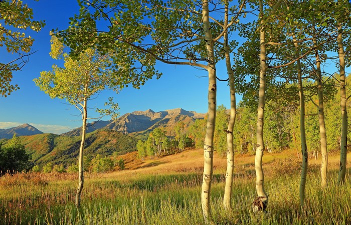 Aspen trees in Colorado during Autumn with mountains