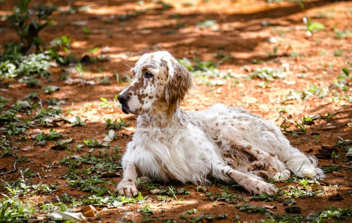English Setter dog lying on the ground