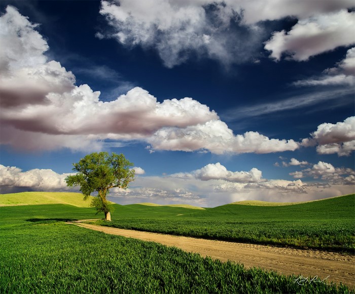 Dirt road through green fields with a lone tree and dramatic clouds