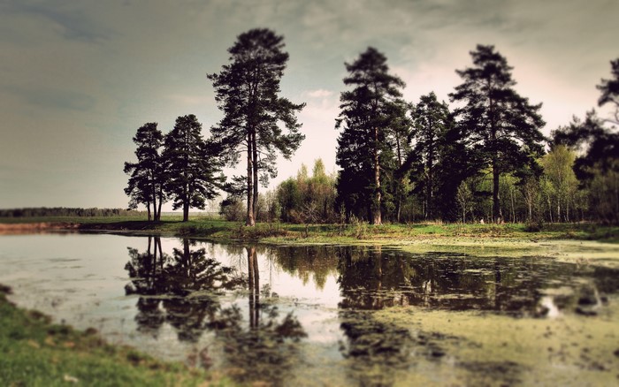 Trees reflected in a swampy lake