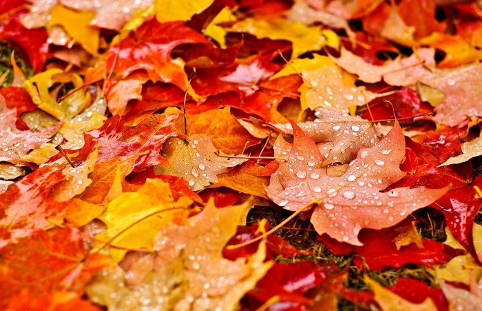 Autumn leaves with water drops
