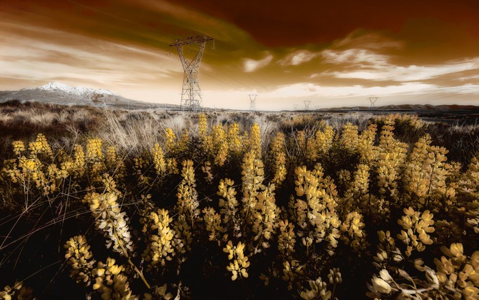 Power lines in a field with yellow flowers and mountains