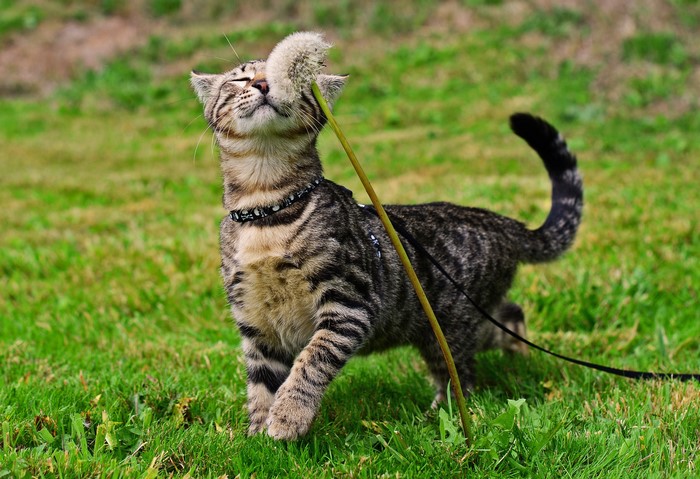 Tabby cat playing with a dandelion on grass