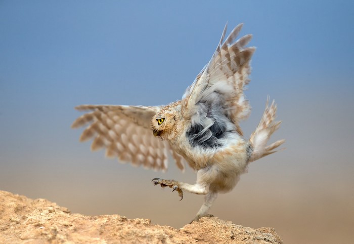 A desert owl takes flight from a rocky perch