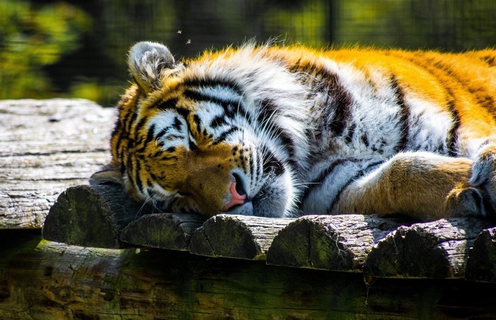 Tiger sleeping on wooden logs