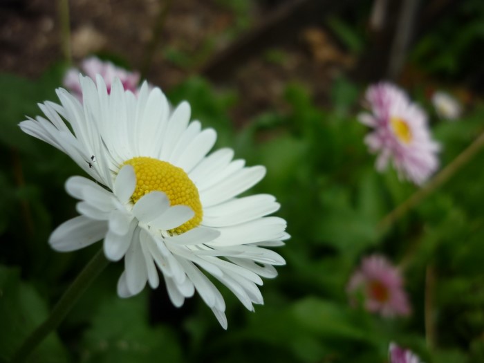Bellis flower closeup