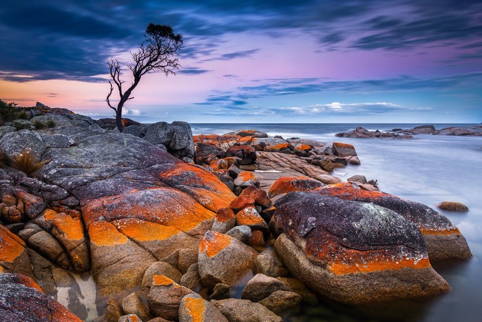 Rocky Coastline with Lone Tree at Sunset