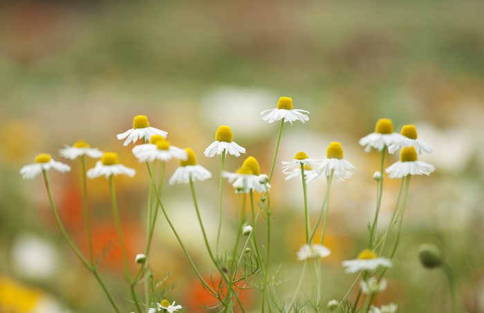 Field of Chamomile Flowers