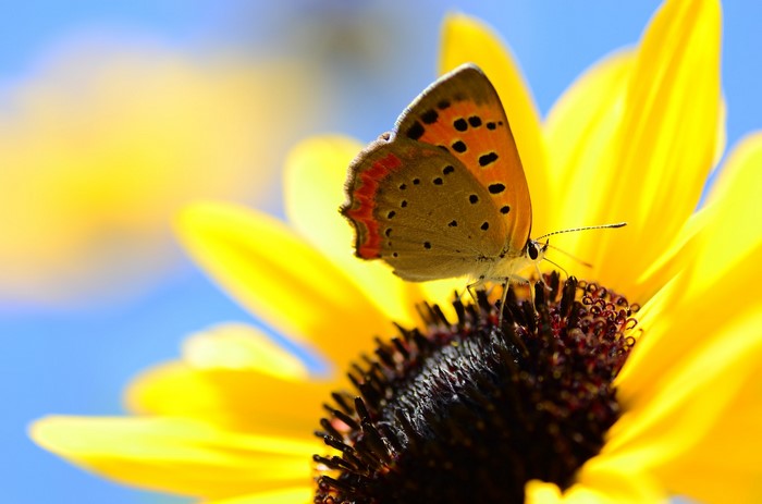 Butterfly on a Sunflower