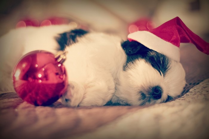 Puppy wearing a Santa hat with a Christmas ornament