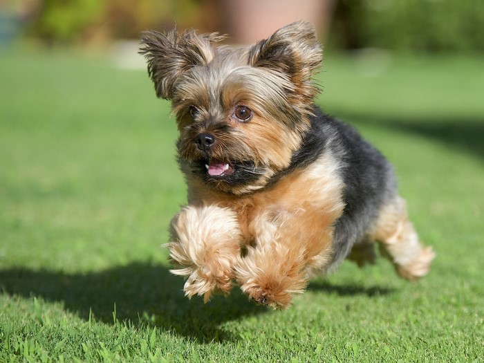 Yorkshire Terrier running on grass