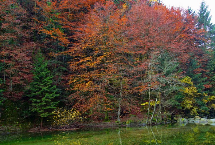Autumn forest with a clear lake