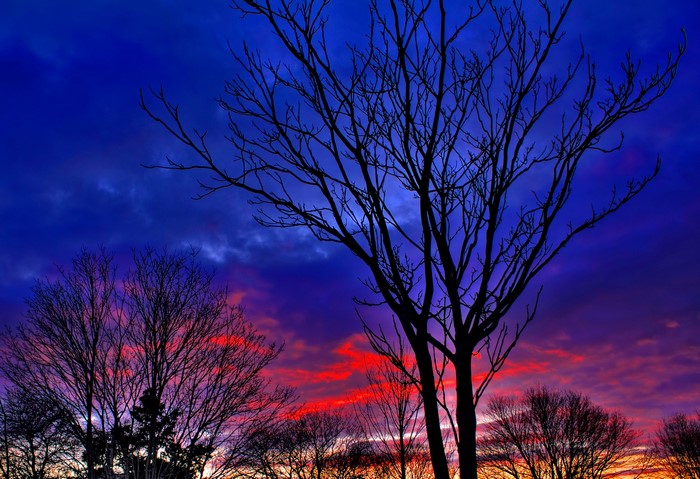 Silhouette of bare trees against a dramatic sunset sky