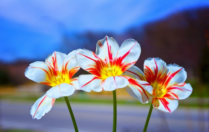 Three white and red striped tulips in bloom
