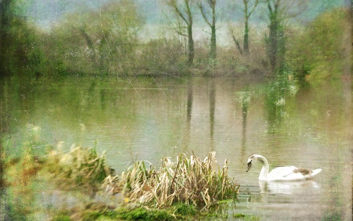 Swan swimming in a lake with trees in the background