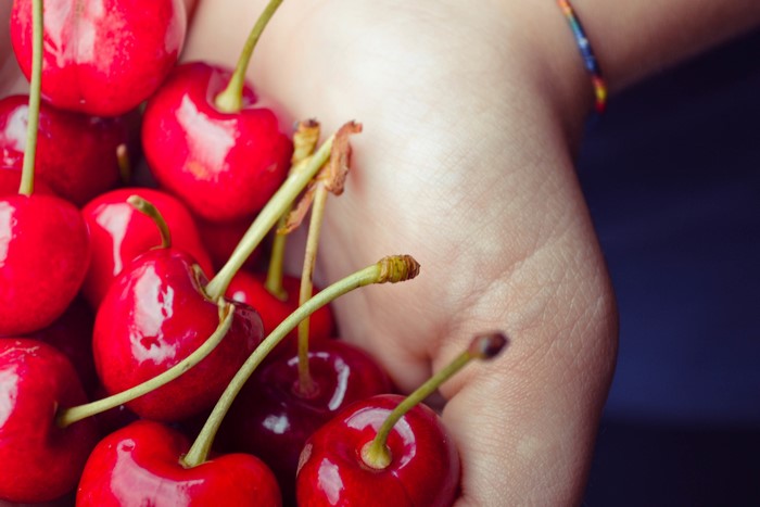 4K Cherries in Hands