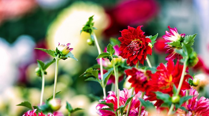 Red and pink dahlias in bloom