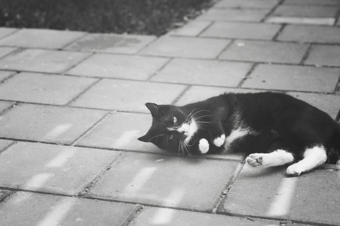 Black and white cat lying on pavement