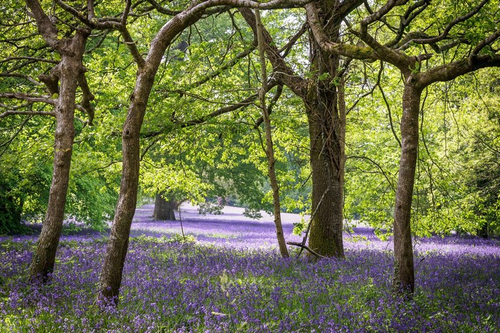 Forest floor covered in bluebells with trees overhead