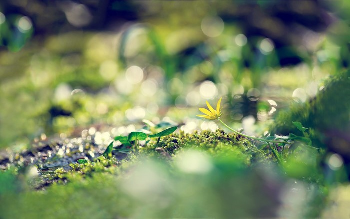 Yellow flower on mossy ground with bokeh